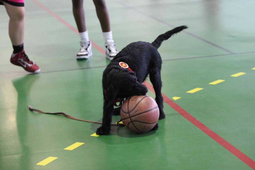 Igor essaie de mordre un balon de basket