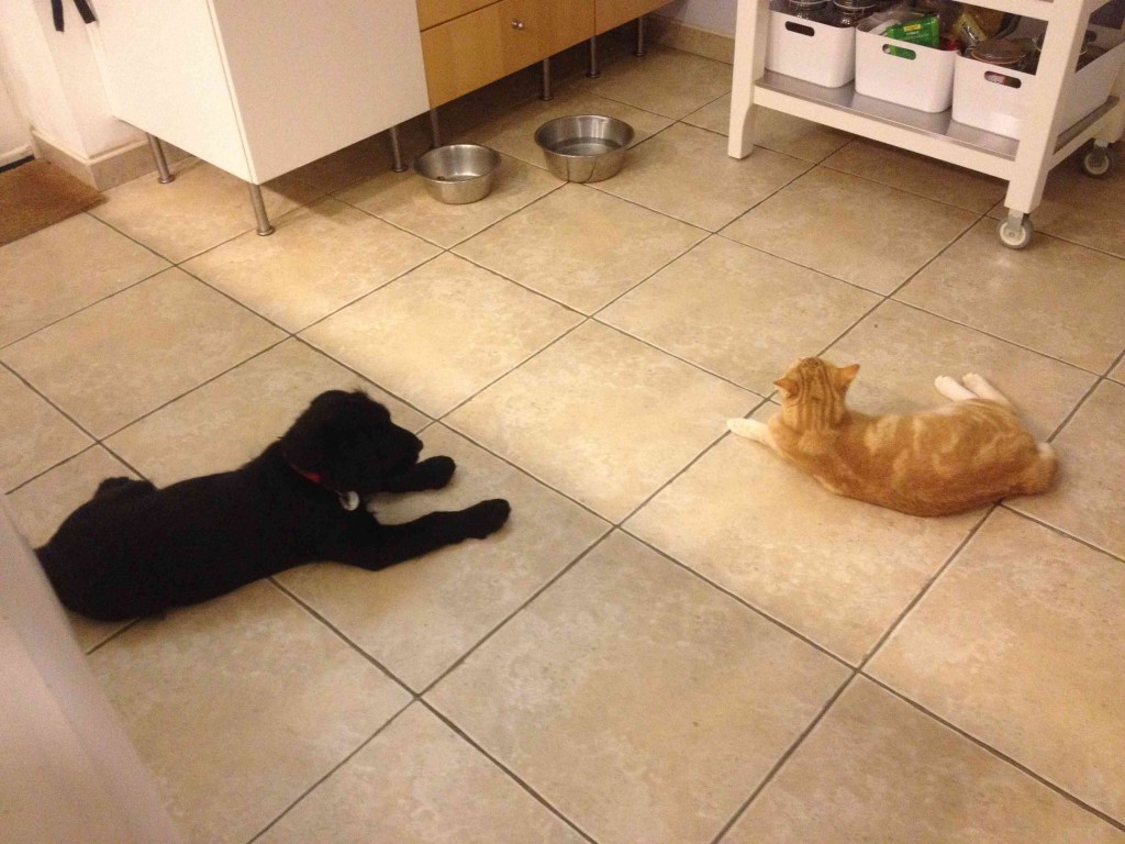 Igor et le chat à 1m dans la cuisine