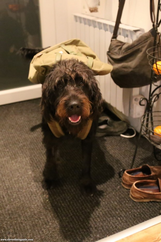 Igor ready for guide dog school