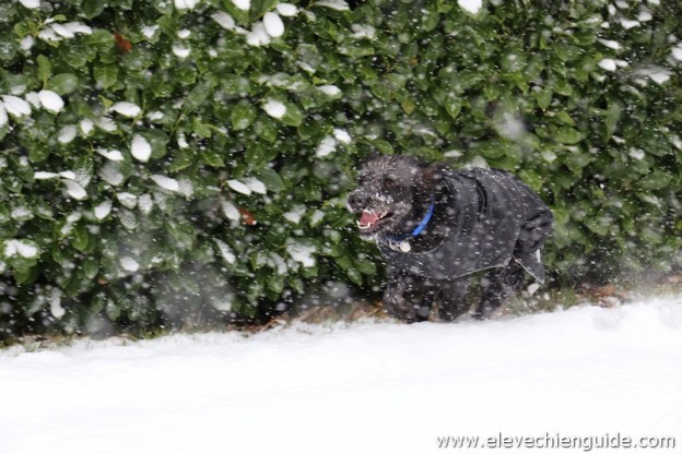 Eleve chien guide d'aveugle qui court dans la neige