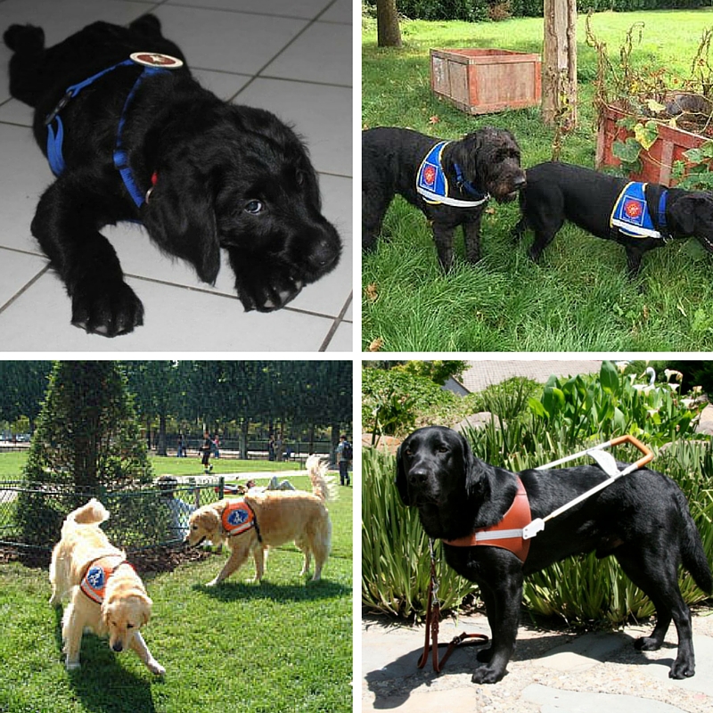 Les 4 types d'identification chien guide